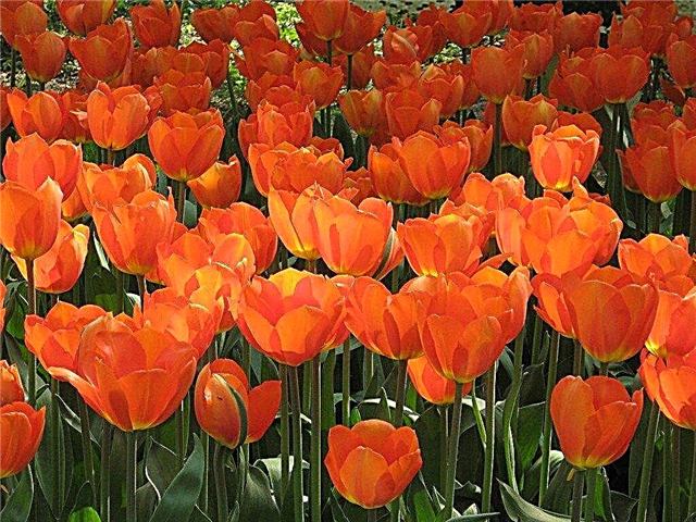 División de bulbos de tulipán