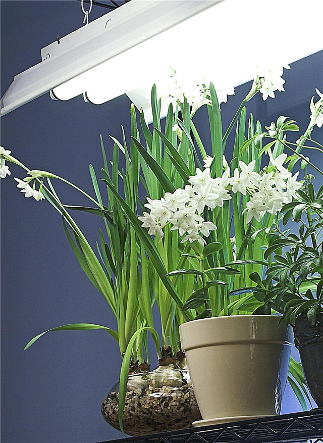 Fluoreszierendes Licht und Pflanzen: Beleuchtungsoptionen für die Gartenarbeit in Innenräumen