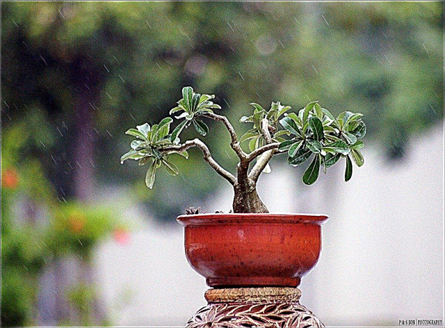 Bonsaïs: informations sur les bonsaïs
