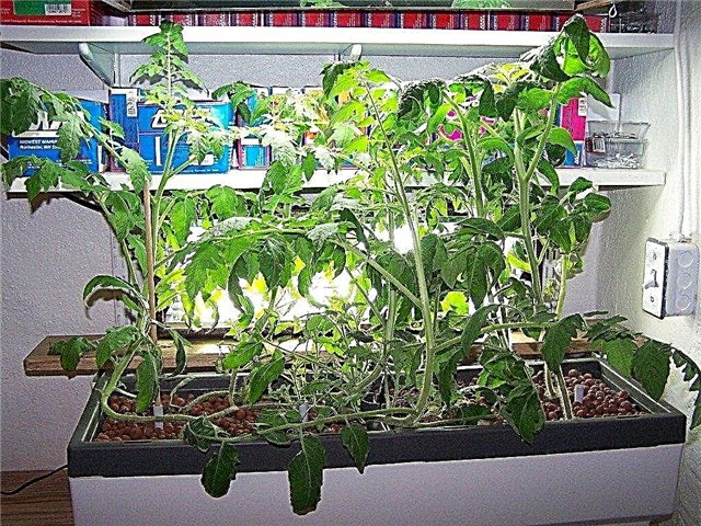 Hydroponic Gardening Indoors