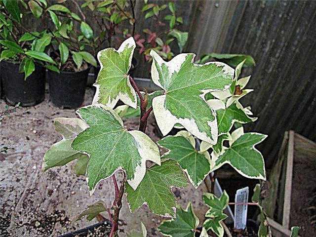Tree Ivy Plant Care - Como cultivar uma árvore Ivy Houseplant