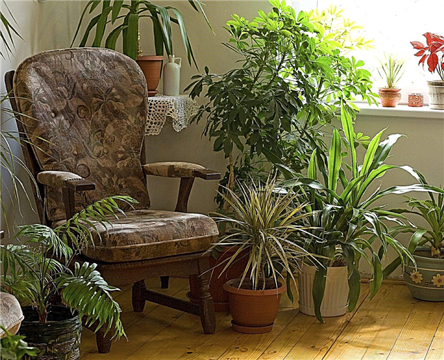 النباتات المنزلية الصحية: كيفية تجنب المشاكل الصحية للنباتات المنزلية