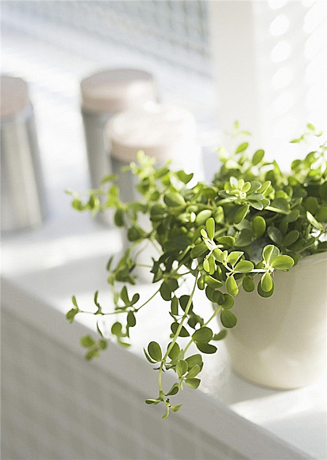 Où mettre les plantes d'intérieur dans votre maison