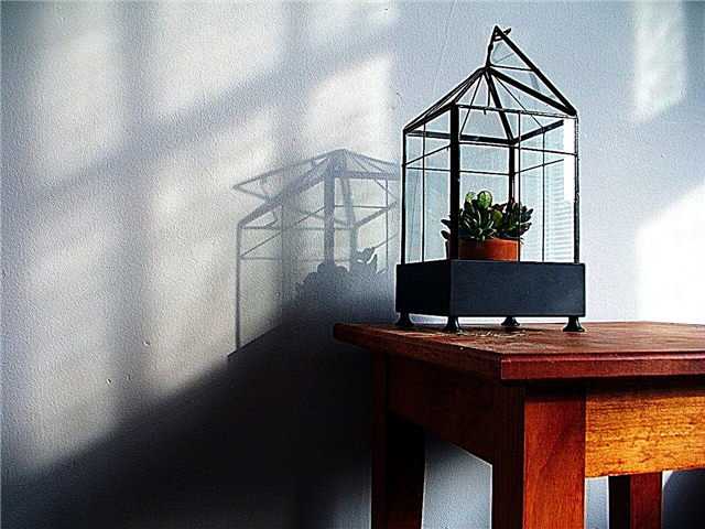 Terrariums za hišne rastline: Uporaba terarijev in ohišij Wardian v vašem domu