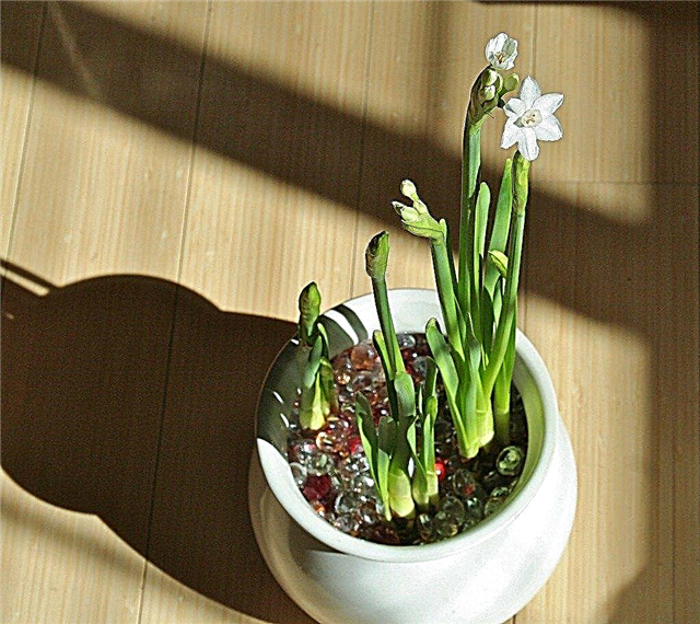 Bulbos para crecer como plantas de interior