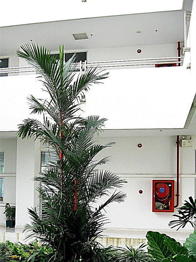 Уход за пальмами в помещении - растущие пальмы в помещении