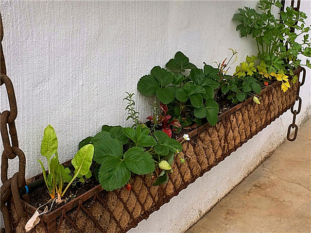 Verduras para cajas de ventana: Cultivo de verduras en una caja de ventana