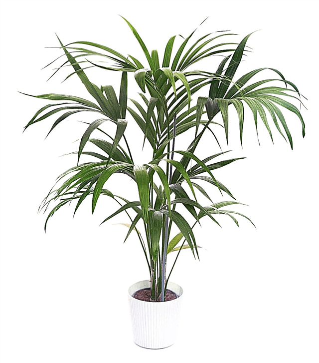 Plantes de palmier Kentia d'intérieur: en savoir plus sur les soins des palmiers Kentia à la maison