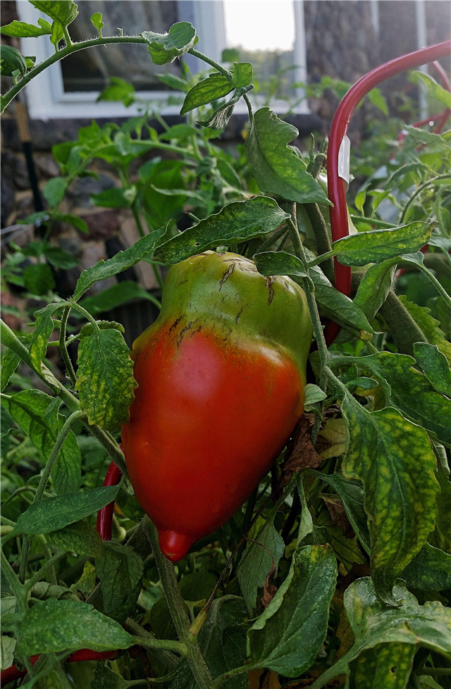 Mis muudab tomatid punaseks