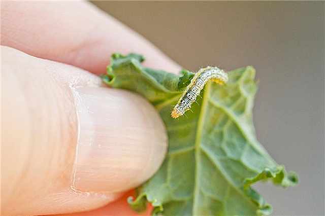 Protegendo seus repolhos de Cabbageworm e traça de repolho