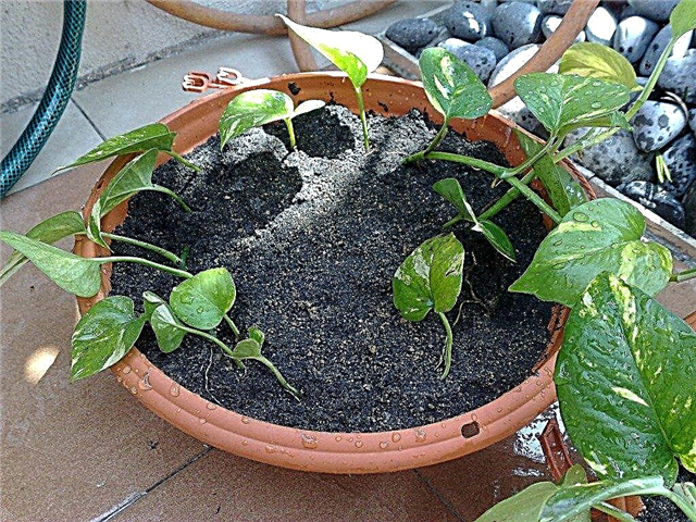 Bruke stiklinger og blad stiklinger for å formere potteplantene dine