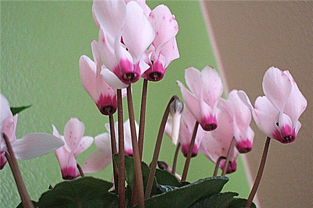 Plantes d'intérieur à fleurs pour votre maison