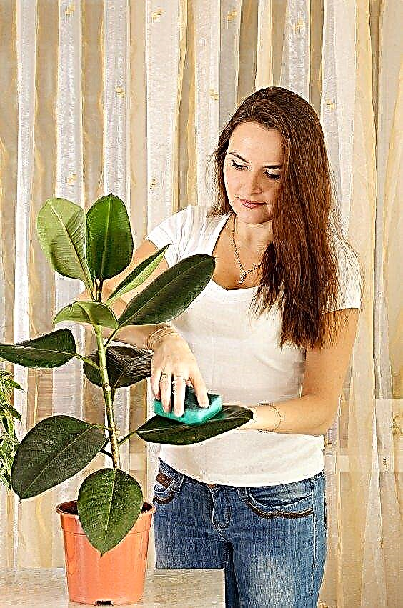Pflege- und Pflegetipps für Zimmerpflanzen