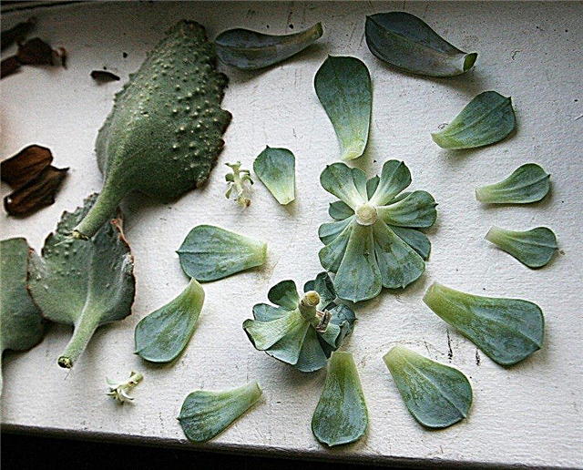 Propager vos plantes d'intérieur avec des boutures de feuilles