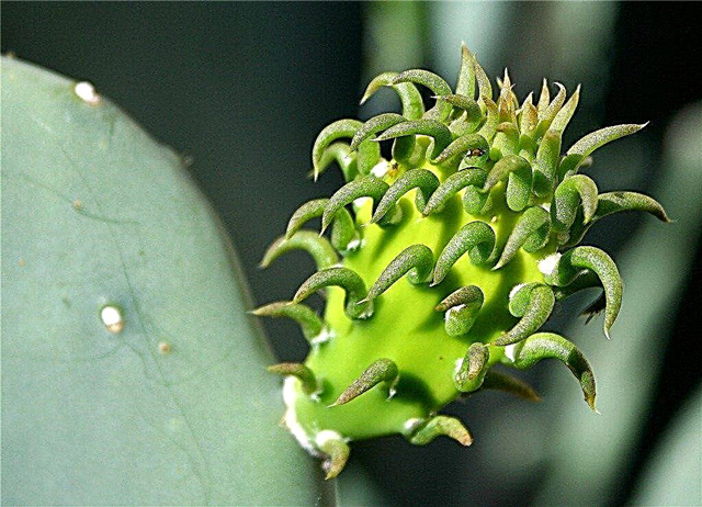 Formering av kaktusar och suckulenter