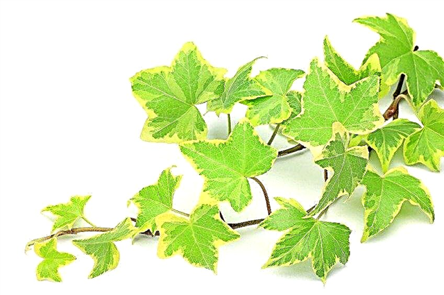 Cultiver des coureurs de plantes d'intérieur: conseils pour la propagation des coureurs sur les plantes d'intérieur