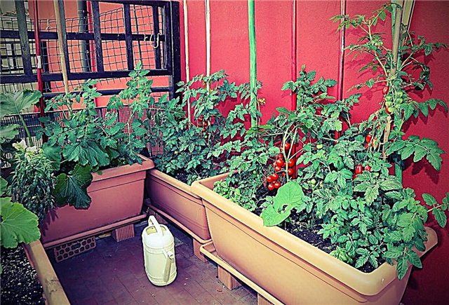 Jardinage de légumes sur une terrasse: apprenez à cultiver des légumes de terrasse