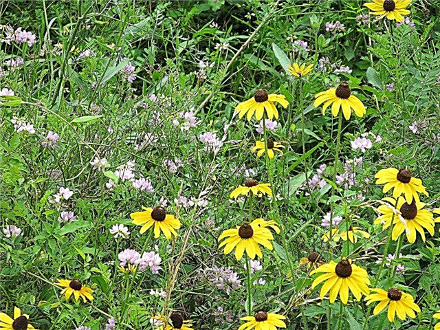 Einheimische Pflanzenlandschaft: Wildblumen im Garten verwenden