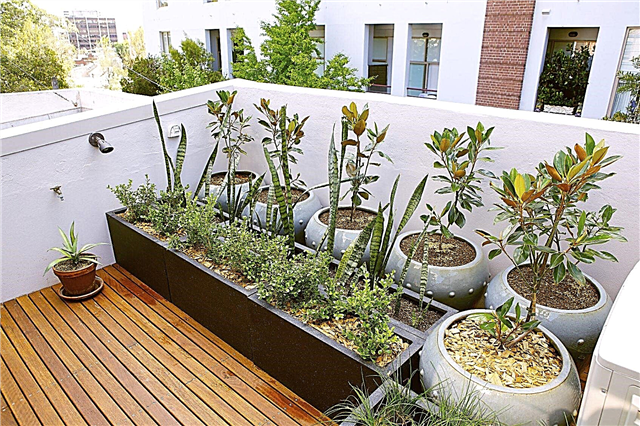 Vrtnarjenje na strehi za prebivalce mest