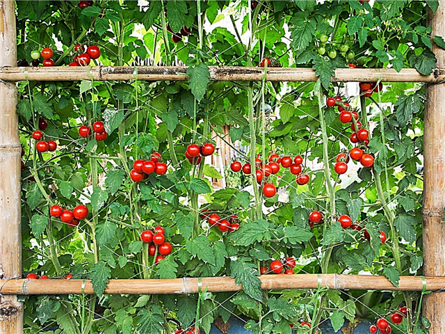 Gewölbtes Tomatengitter - Wie man einen Tomatenbogen macht