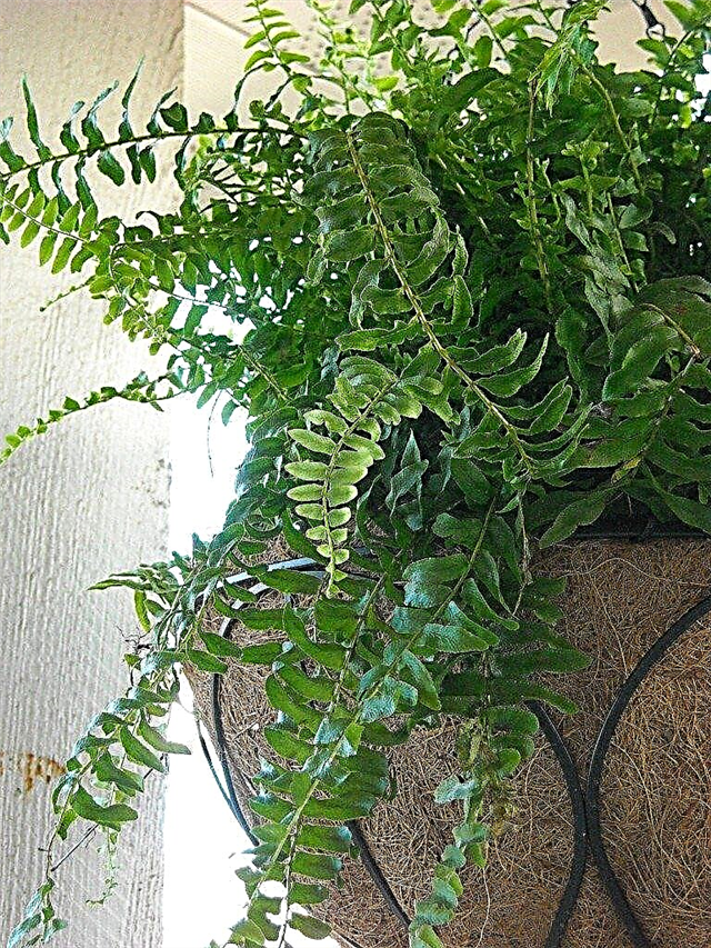 Εσωτερικά φυτά που χρειάζονται μεσαίο φως