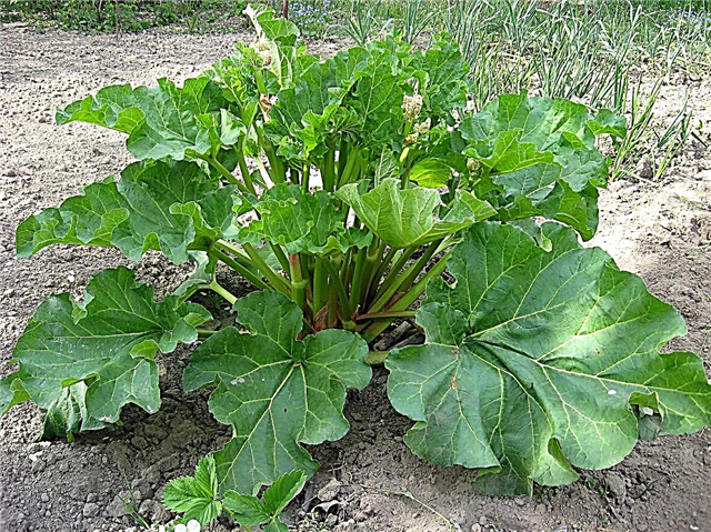 Victoria Rhubarb Care - Wie man Victoria Rhubarb Pflanzen anbaut