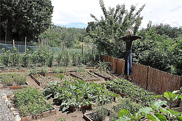 Maklumat Penanaman Tanaman: Bilakah Menanam Kebun Sayuran Anda