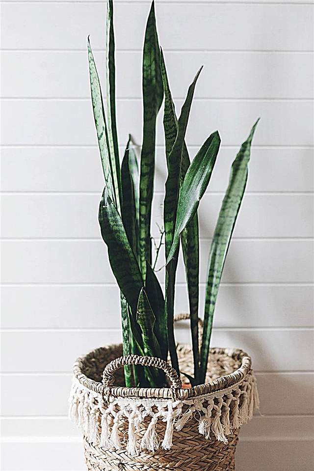 Populiarūs kambariniai augalai, kuriuose mažai šviesos, - kambariniai augalai, kuriems reikalingas silpnas apšvietimas