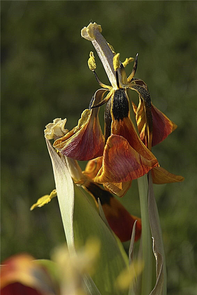 Bunga Mati: Mendorong Mekar Kedua Di Taman