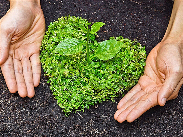 Die Liebe zur Gartenarbeit - Wie man süchtig machende Hobbys für weniger genießt