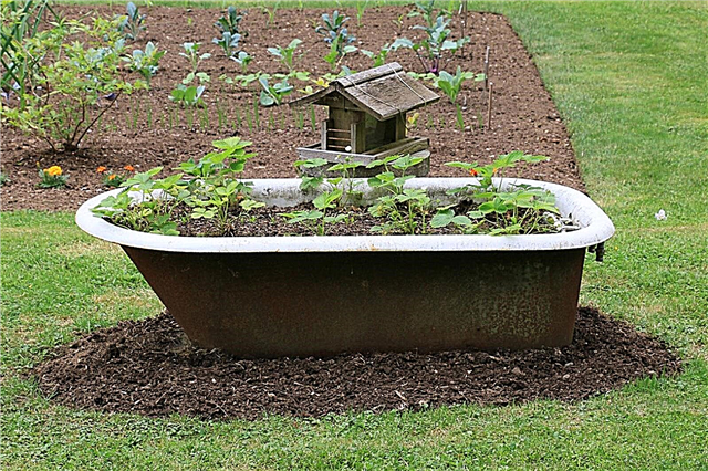 Странни петна за зеленчукови градини - отглеждане на зеленчуци на странни места