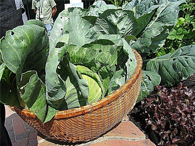 Organisk havearbejde Tips: Dyrkning af organiske grøntsager