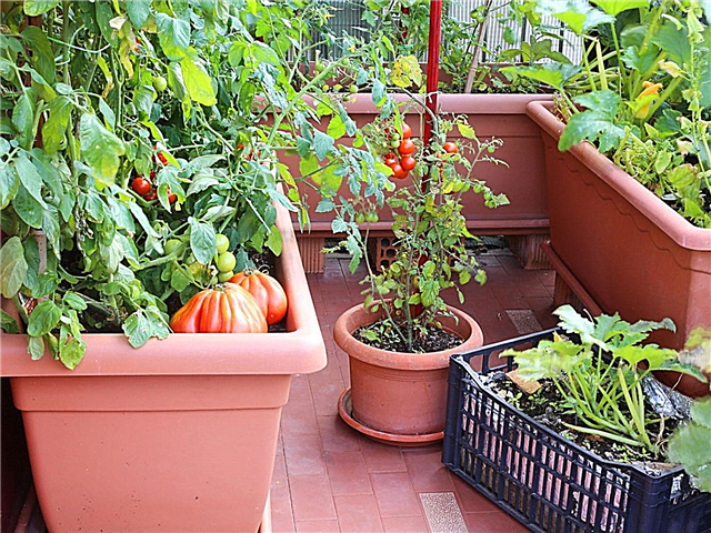 Plantas vegetales para macetas: guía rápida para jardinería vegetal en contenedores