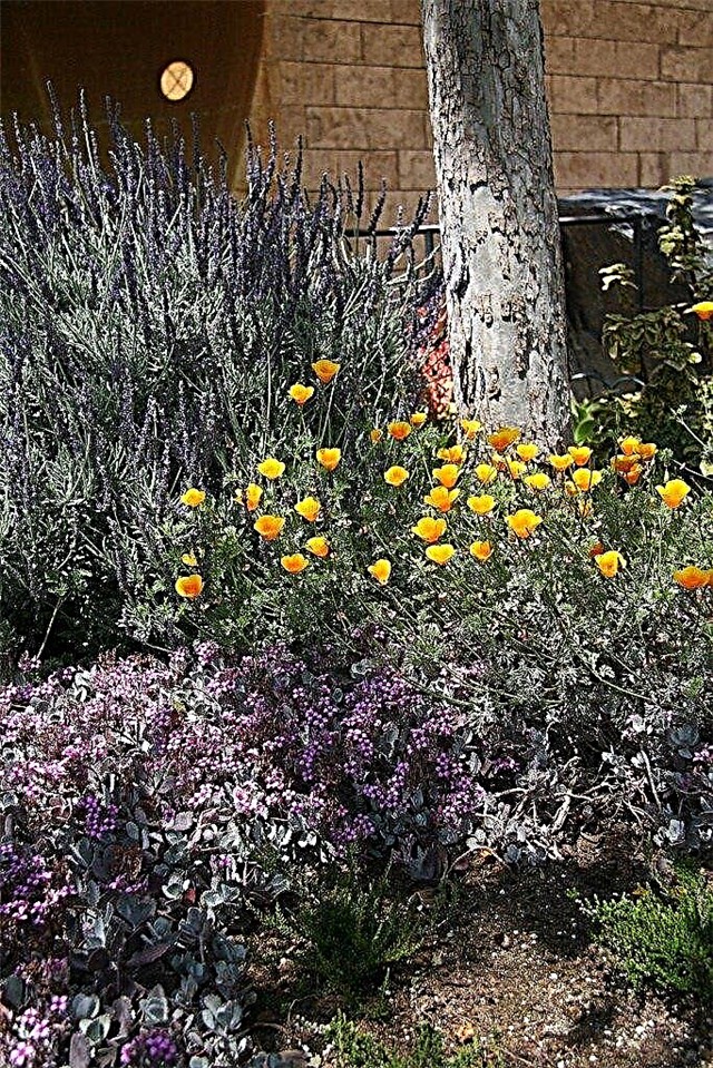 Renovando el jardín: cambios de imagen fáciles para su hogar y jardín
