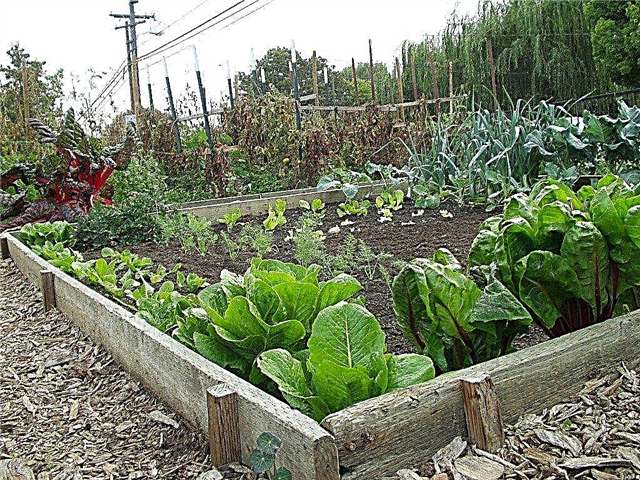 Zahájení zeleninové zahrady