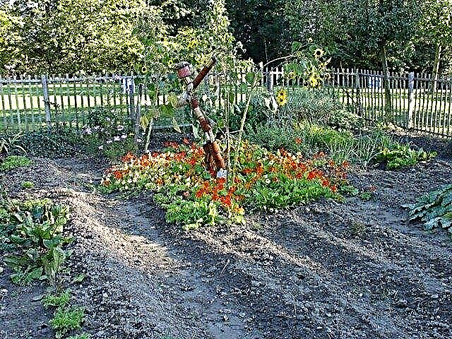 Eşsiz Sebze Bahçesi Tasarım Fikirleri