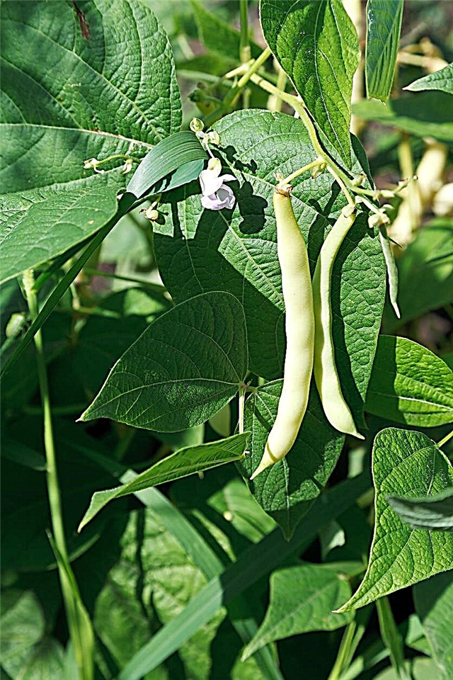 Tipy pre pestovanie fazule - Naučte sa, ako pestovať fazuľa v záhrade