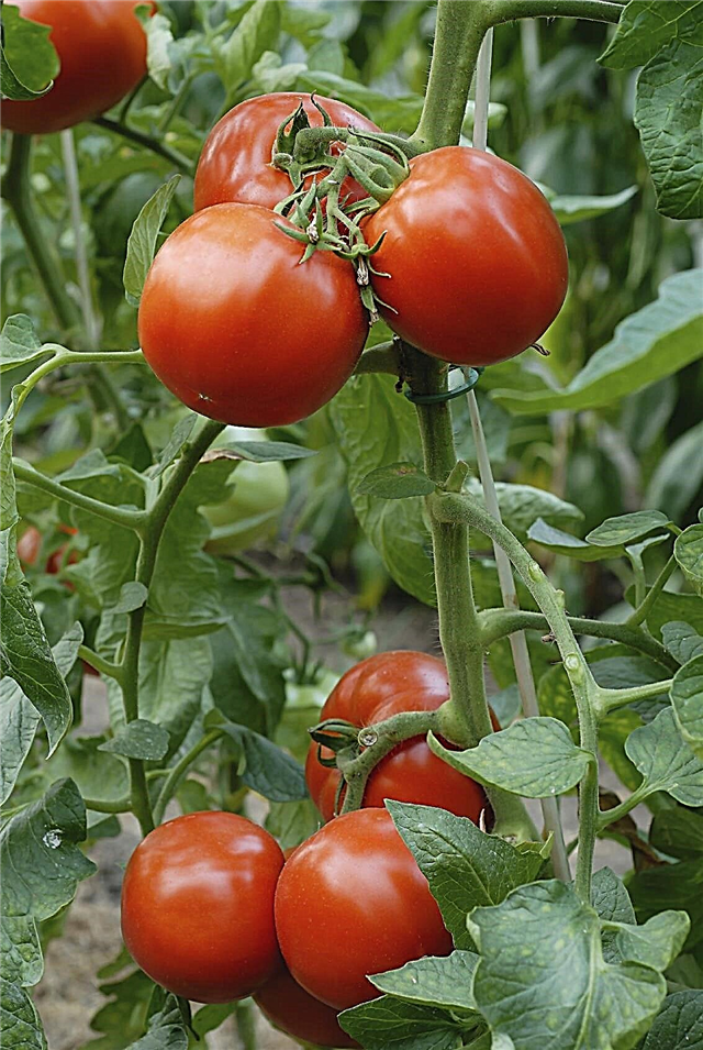 Pomidorų auginimo patarimai - kaip auginti pomidorus