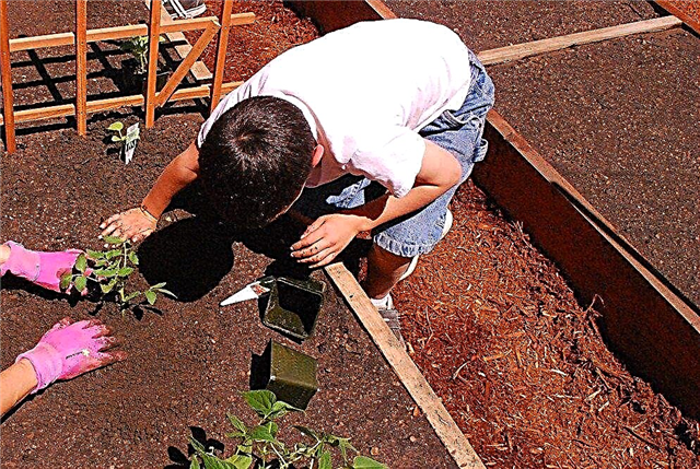 Jak zasadit zeleninovou zahradu