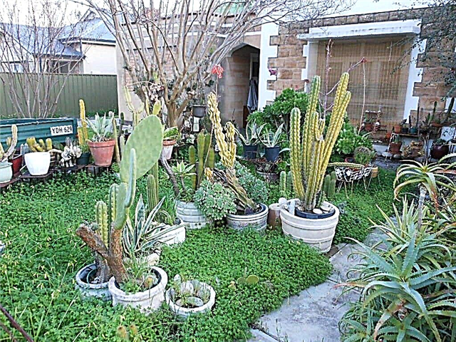 Xeriscaping-tip til containerhaver