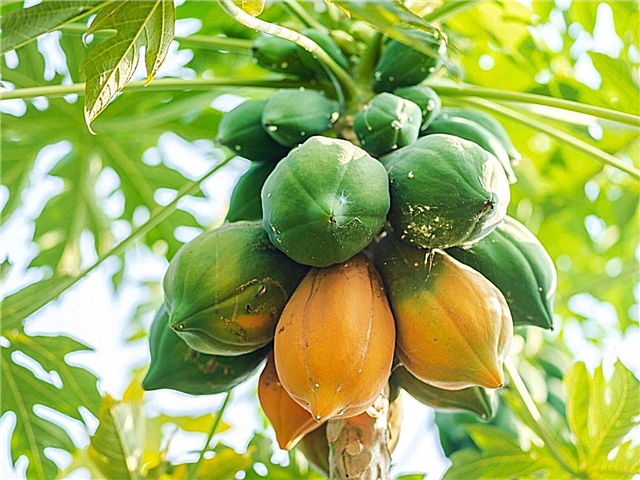 Papaijas ražas laiks: padomi papaijas augļu novākšanai