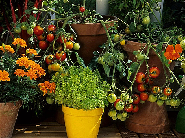 Novice Container Gardening Tips