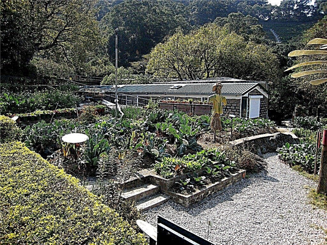 Co je to organická zahrada: informace o pěstování organických zahrad