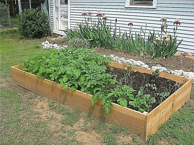 Záhradníctvo v meste Ozarks: Ako na záhradu v meste