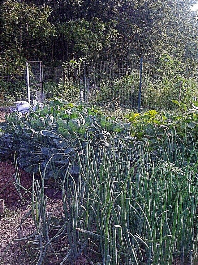 Hur man odlar en organisk trädgård