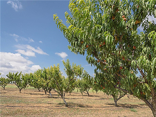 Copaci fructiferi din Central Central - Copaci fructiferi în sud