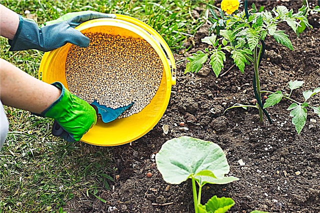 Gnojenje povrća: mogućnosti gnojiva za vaš povrtnjak