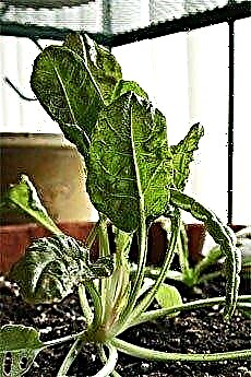 Indoor Organic Gardening