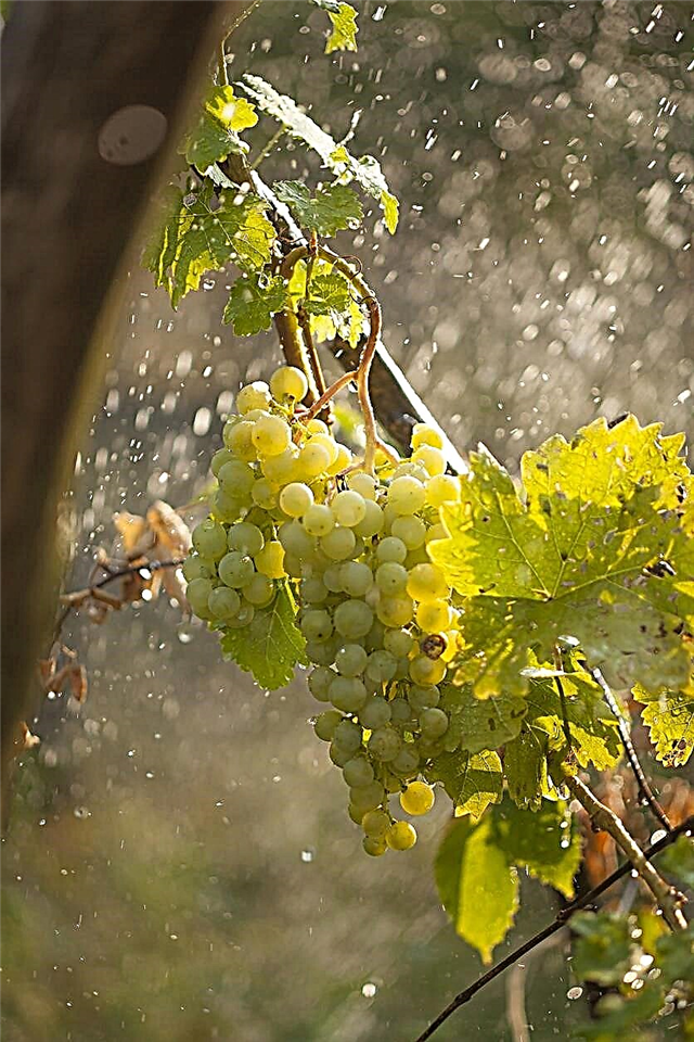 Vynuogių laistymo patarimai - kiek vandens reikia vynuogėms