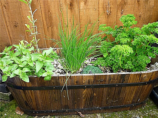 Organic Herb Garden Ideas: Como iniciar um jardim de ervas orgânicas
